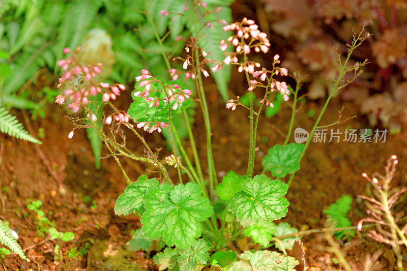 Heuchera /珊瑚钟